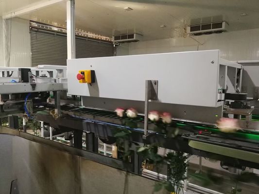 Automatyczna maszyna kontrolna Focusight do sortowania kwiatów